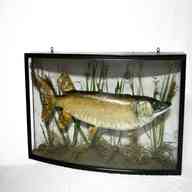 cased pike for sale