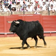spanish bull for sale