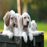 english setter puppies for sale