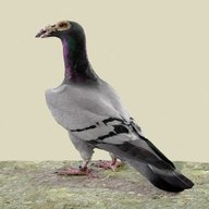 carrier pigeon for sale