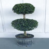 real topiary tree for sale