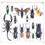 mounted insects for sale