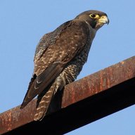 peregrine for sale