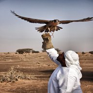 falconry for sale