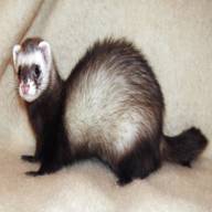 ferret for sale