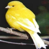 fife canaries for sale