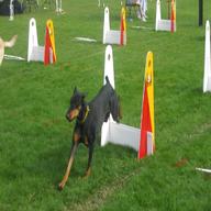 flyball jumps for sale