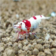 crystal red shrimp for sale