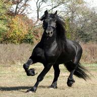 friesian horses for sale