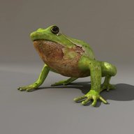 frog model for sale