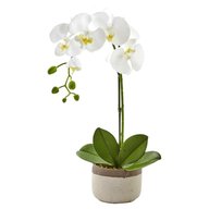 phalaenopsis orchid for sale