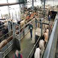 cattle market for sale