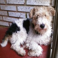 fox terrier dogs for sale