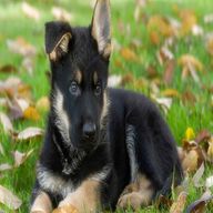 german shepherd dogs puppies for sale