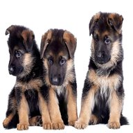alsatian dog puppies for sale