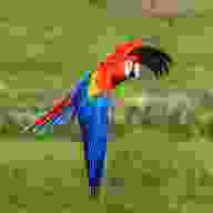 macaw bird for sale
