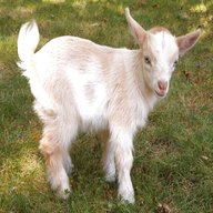 nanny goat for sale