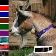 goat collars for sale