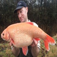 golden orfe for sale
