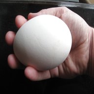real goose eggs for sale