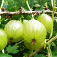 gooseberry for sale