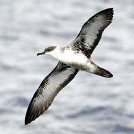 shearwater for sale