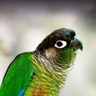 conure parrot for sale