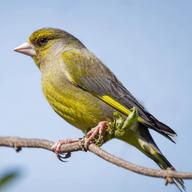 greenfinches for sale