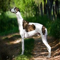 greyhounds for sale