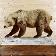 taxidermy bear for sale