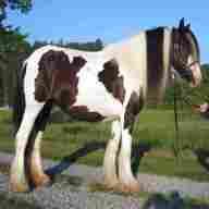gypsy horse for sale