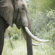 ivory elephant for sale