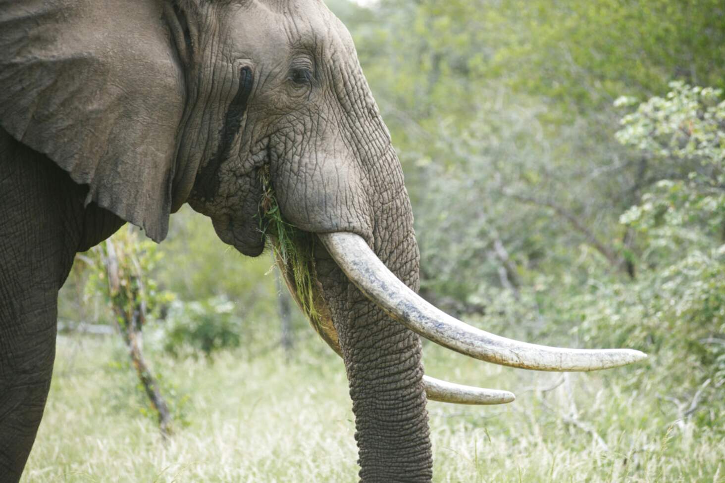 Ivory Elephant for sale in UK | 61 used Ivory Elephants