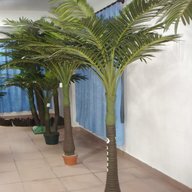 large potted plants for sale