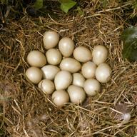 partridge eggs for sale