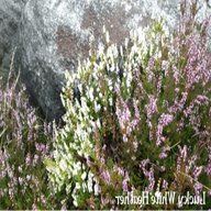 lucky white heather for sale