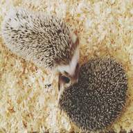 african pygmy hedgehog bedding for sale