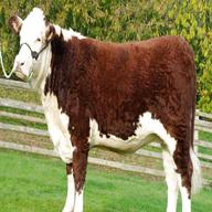 hereford cattle for sale
