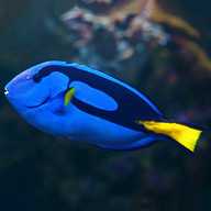 blue tang for sale