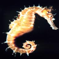 seahorse for sale