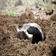 badger digging for sale