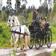 horse drawn for sale