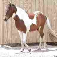 pinto horse for sale