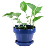 pots houseplants for sale
