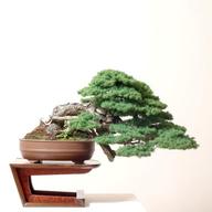 bonsai stand for sale