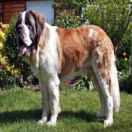 st bernard dog for sale