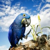 blue macaw bird for sale