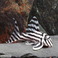 l46 zebra pleco for sale
