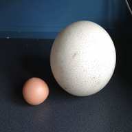 ostrich egg for sale