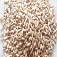 barley malt for sale